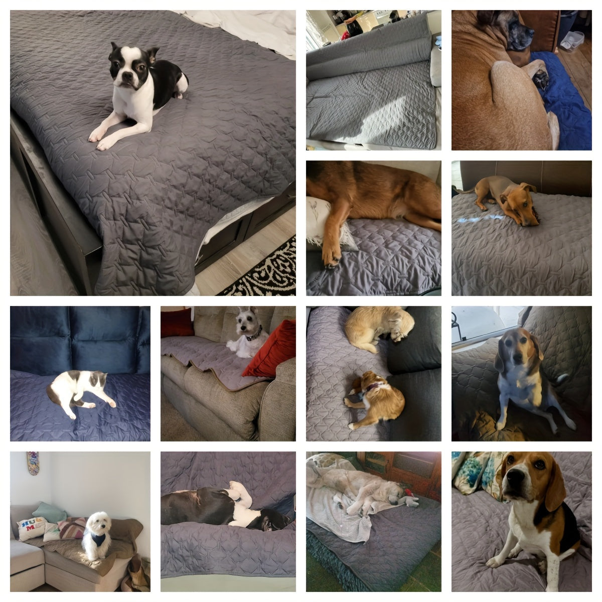 Wasserfeste doppelseitige Hundedecke als Möbelschutz